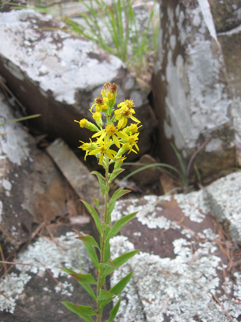 A photo of Solidago petiolaris