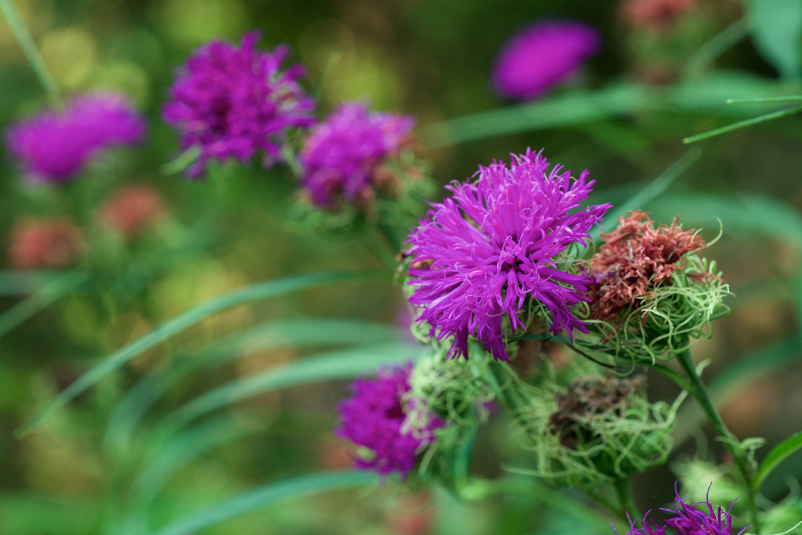 A photo of Vernonia arkansana