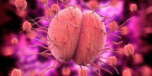 Gambar Bakteri Neisseria gonorrhoeae