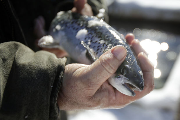 Aplicación De Procedimientos De Mantencion Y Salud En Peces