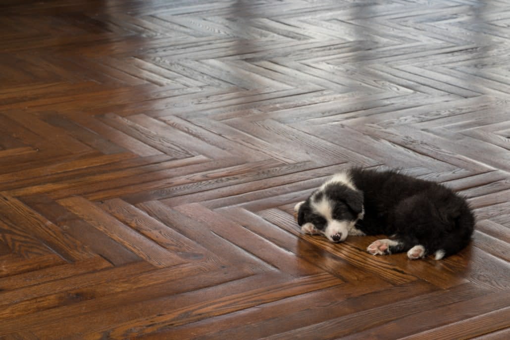 puppy sleeping on luxury herringbone wood floor