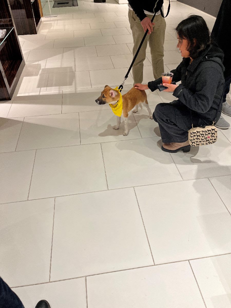 scion, a PAWS chicago pup up for adoption, walking around the eggersmann chicago showroom