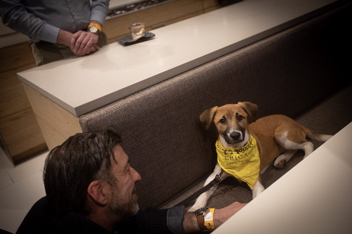 scion, a PAWS chicago pup up for adoption, getting attention from a charitable event attendee in the eggersmann chicago showroom