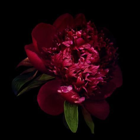 pantone's viva magenta in peonies