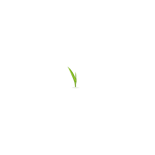 eImage phase