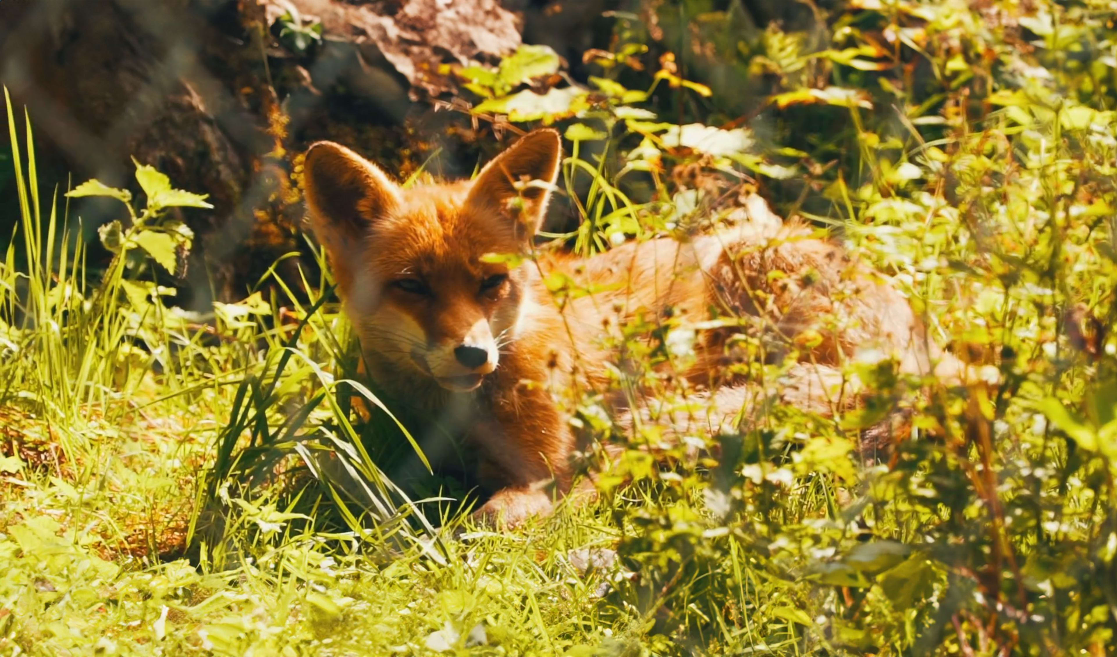 Süsser Fuchs im Tierpark Goldau