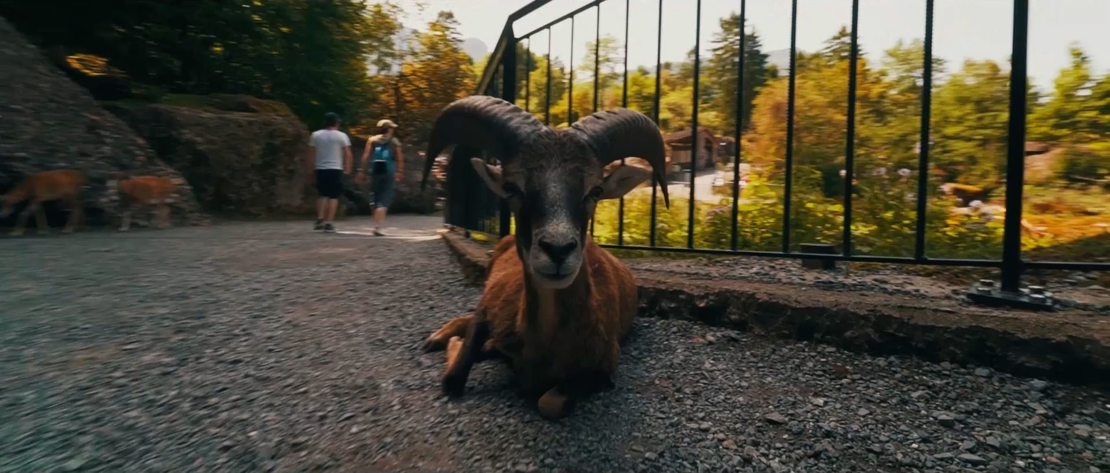 Süsse Zwergziege im Tierpark Goldau