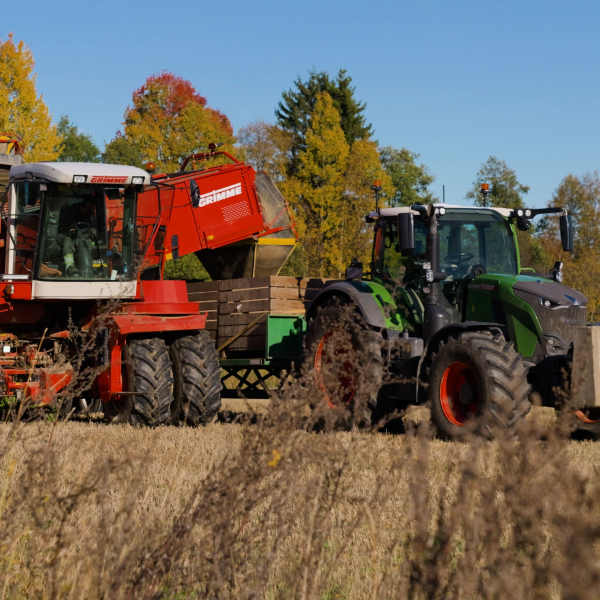 Grimme og Fendt i samspill under potetopptaket på Tømte gård