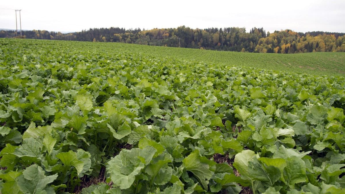 Åkeren 29. september