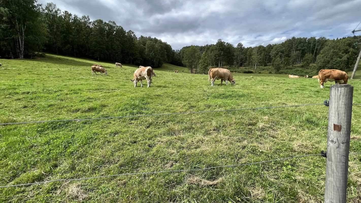 Gjerdesjekk: Slik sjekker du strømgjerdet etter vinteren