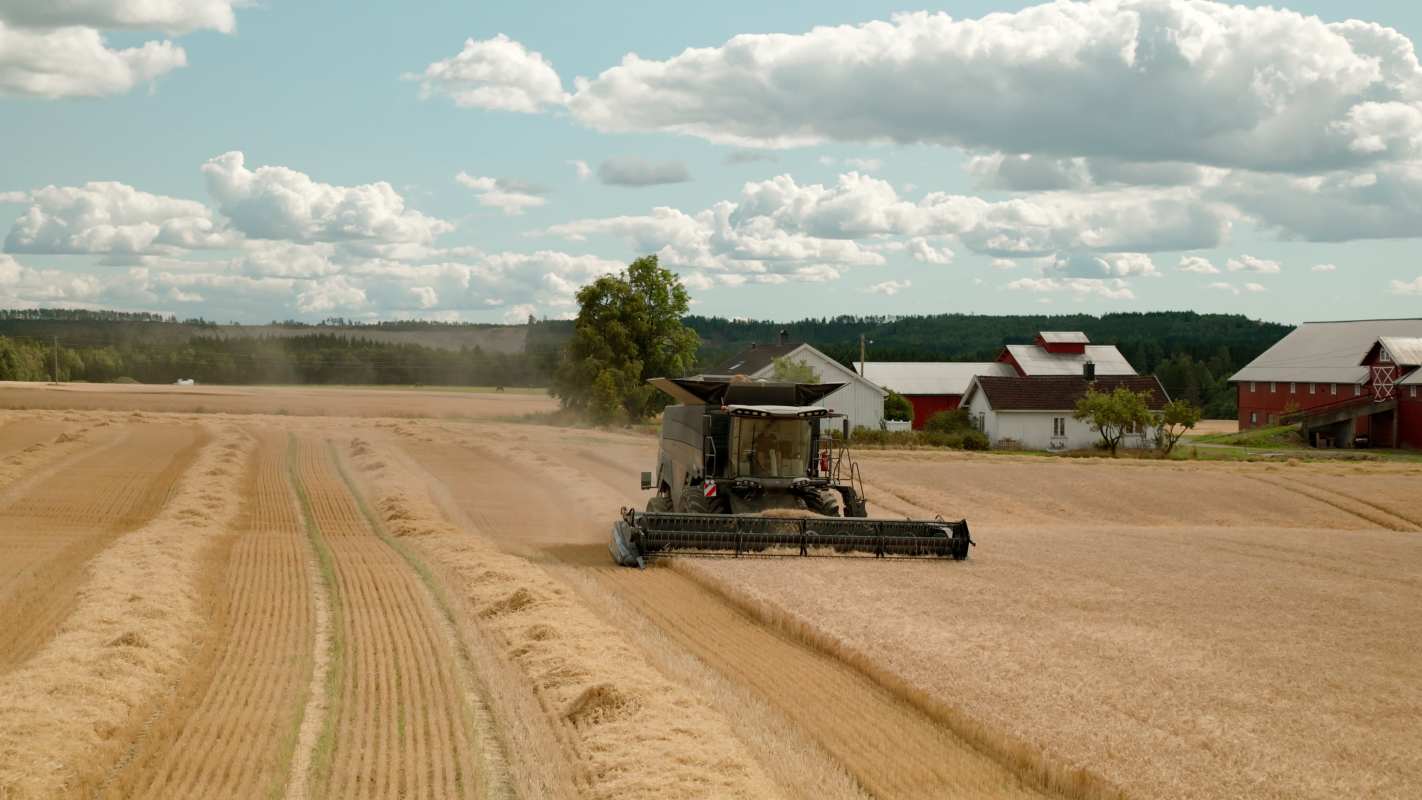 Massey Ferguson IDEAL 7 – kapasitet, teknologi og skånsom tresking
