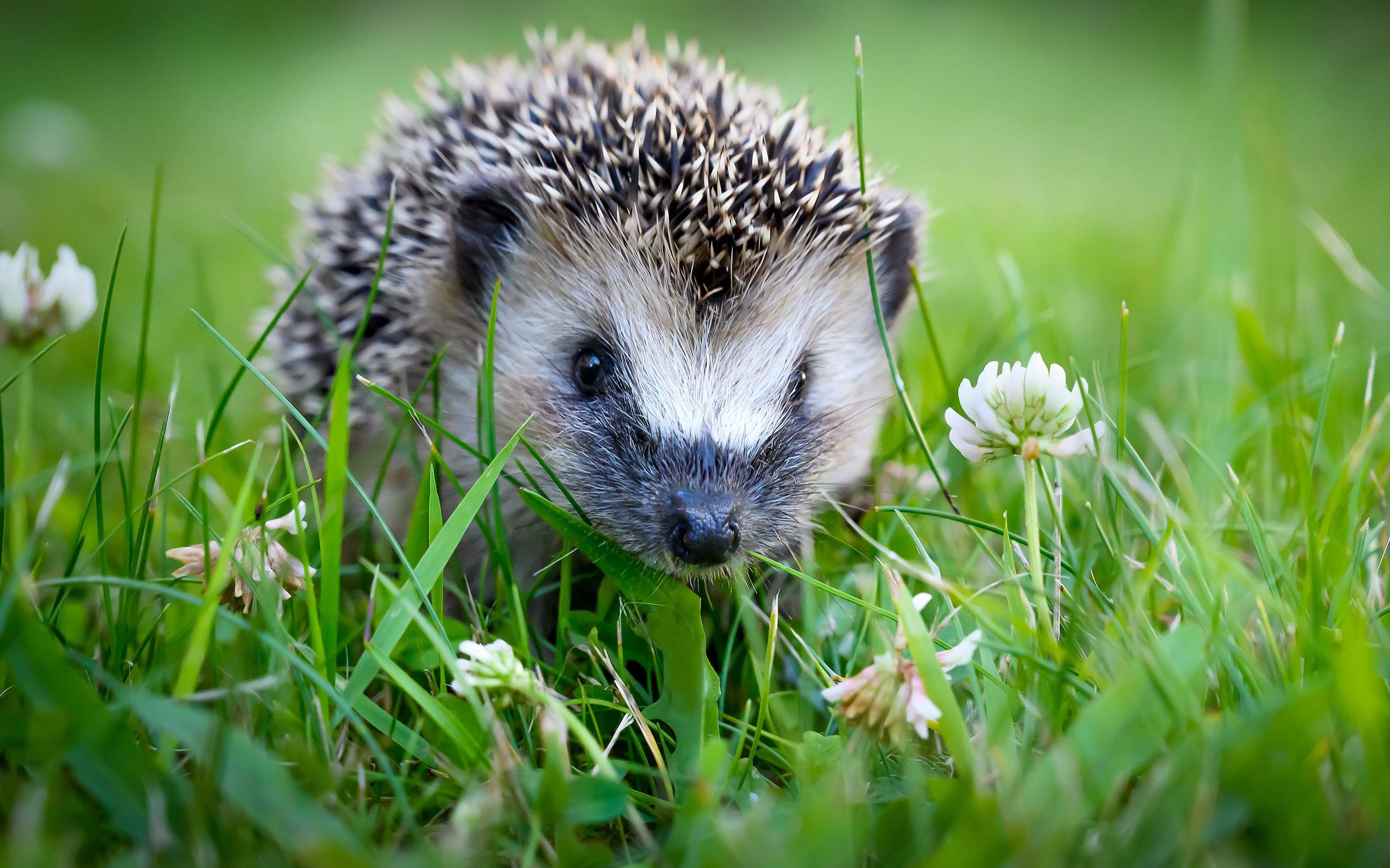 Noen enkle grep sikrer lenger levetid på robotgressklipperen din. Dermed får du lenger levetid og et optimalt resultat. Foto: Husqvarna.