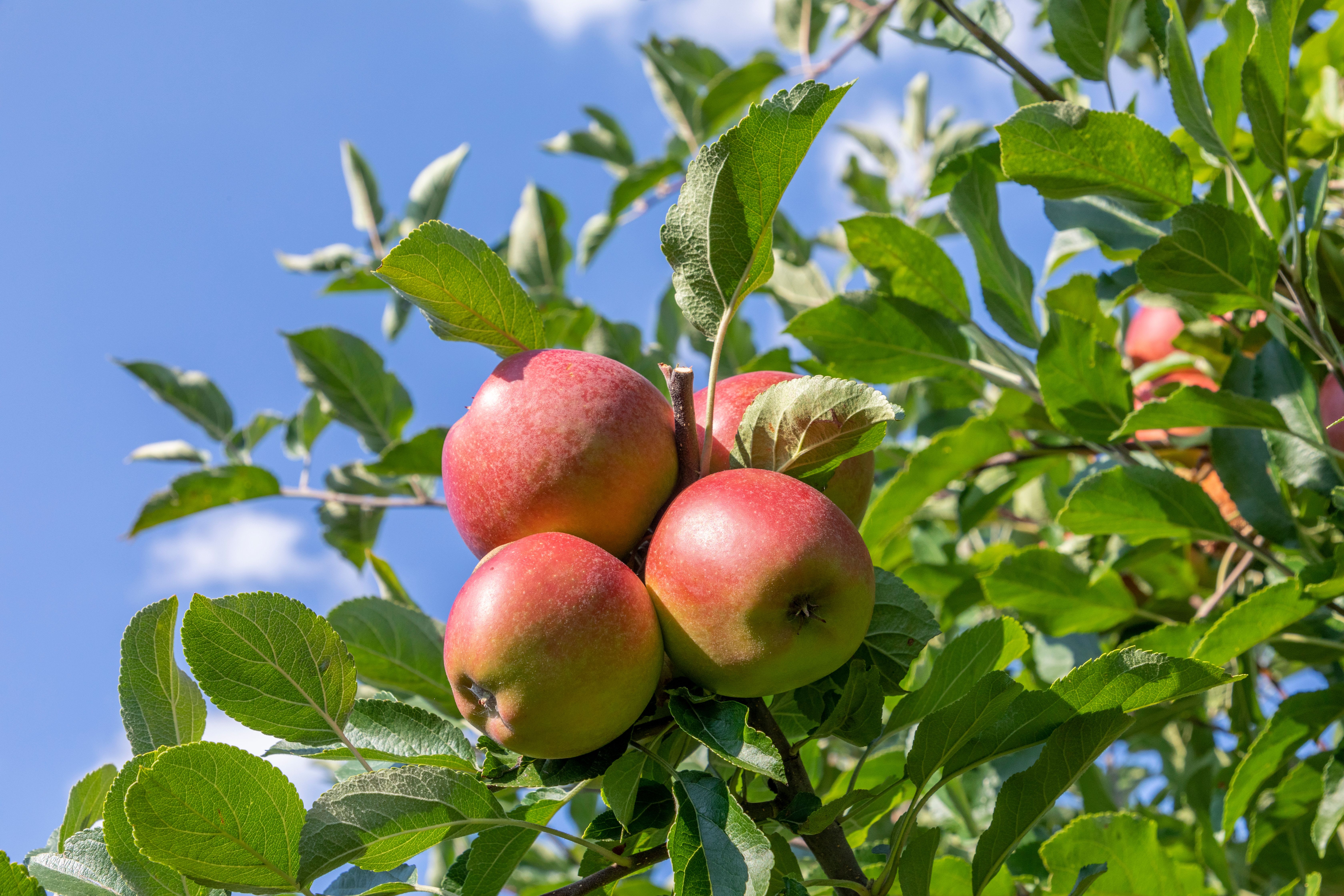 Noen enkle grep sikrer lenger levetid på robotgressklipperen din. Dermed får du lenger levetid og et optimalt resultat. Foto: Husqvarna.