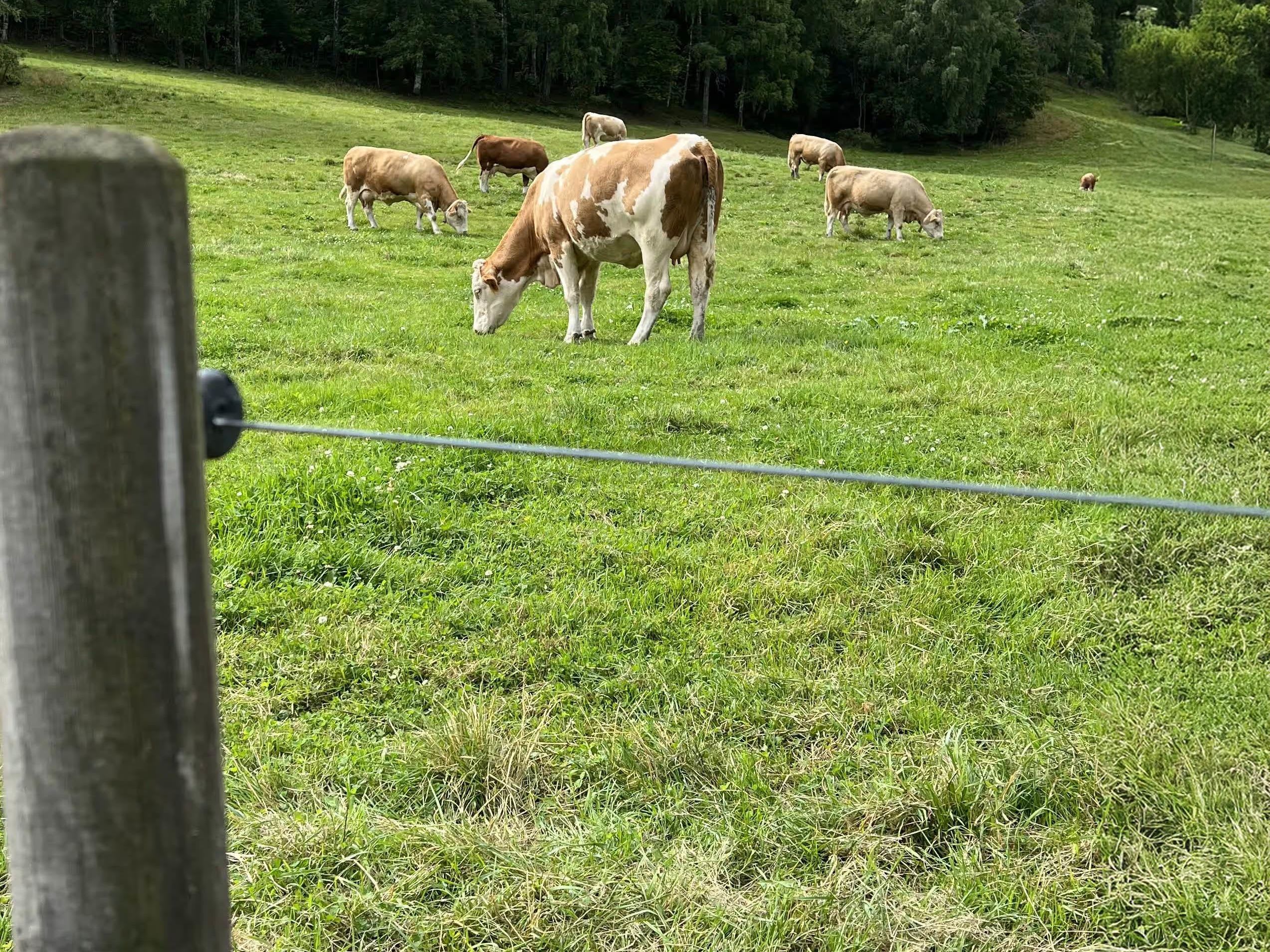 Gjerdesjekk: Slik sjekker du strømgjerdet etter vinteren