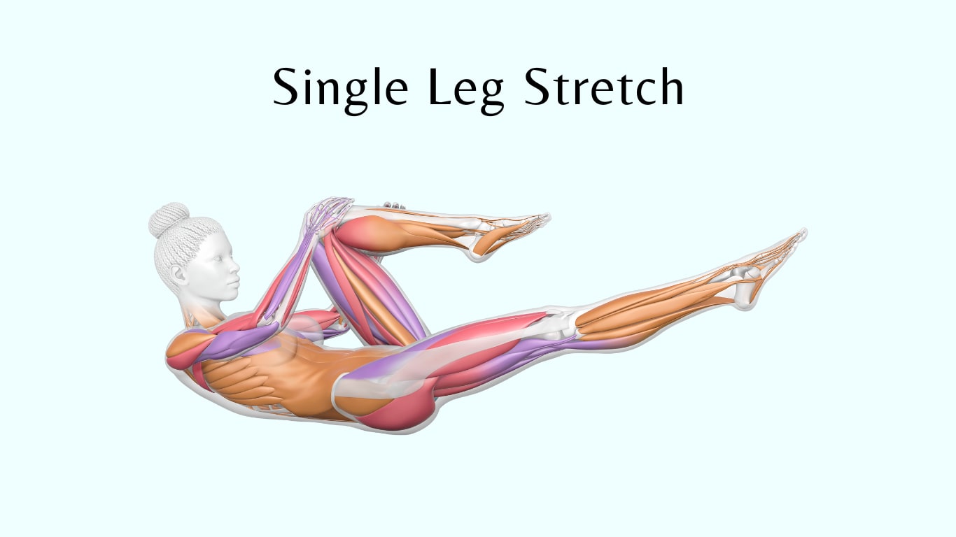 Pilates-Übung: Single Leg Stretch Anatomische Darstellung der Pilates-Übung „Single Leg Stretch“