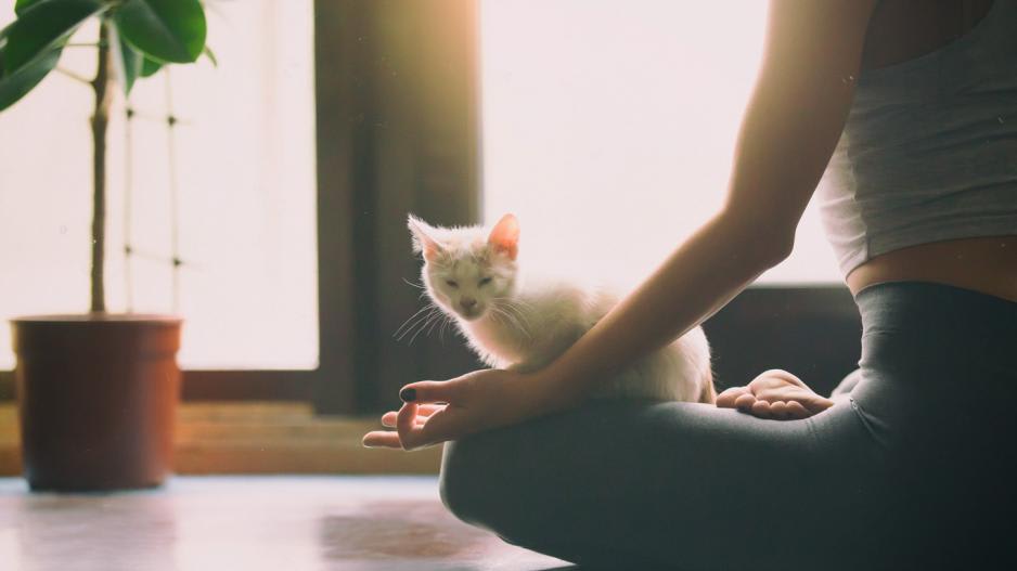 Yoga Beckenboden Meditation Lotussitz