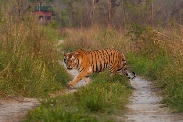 Jungle Safari in Nepal: Every Park Compared