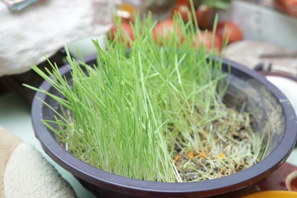 The 15 Days of Dashain Explained: Ghatasthapana to Kojagrat Purnima