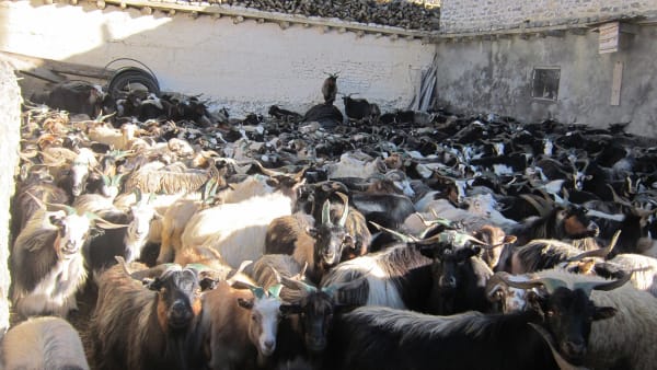 Animal Sacrifice at Dashain: What Travellers Should Know