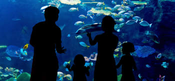 Acquario Pianeta blu