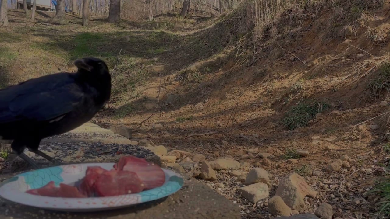 Turning a backyard crow's movements into music