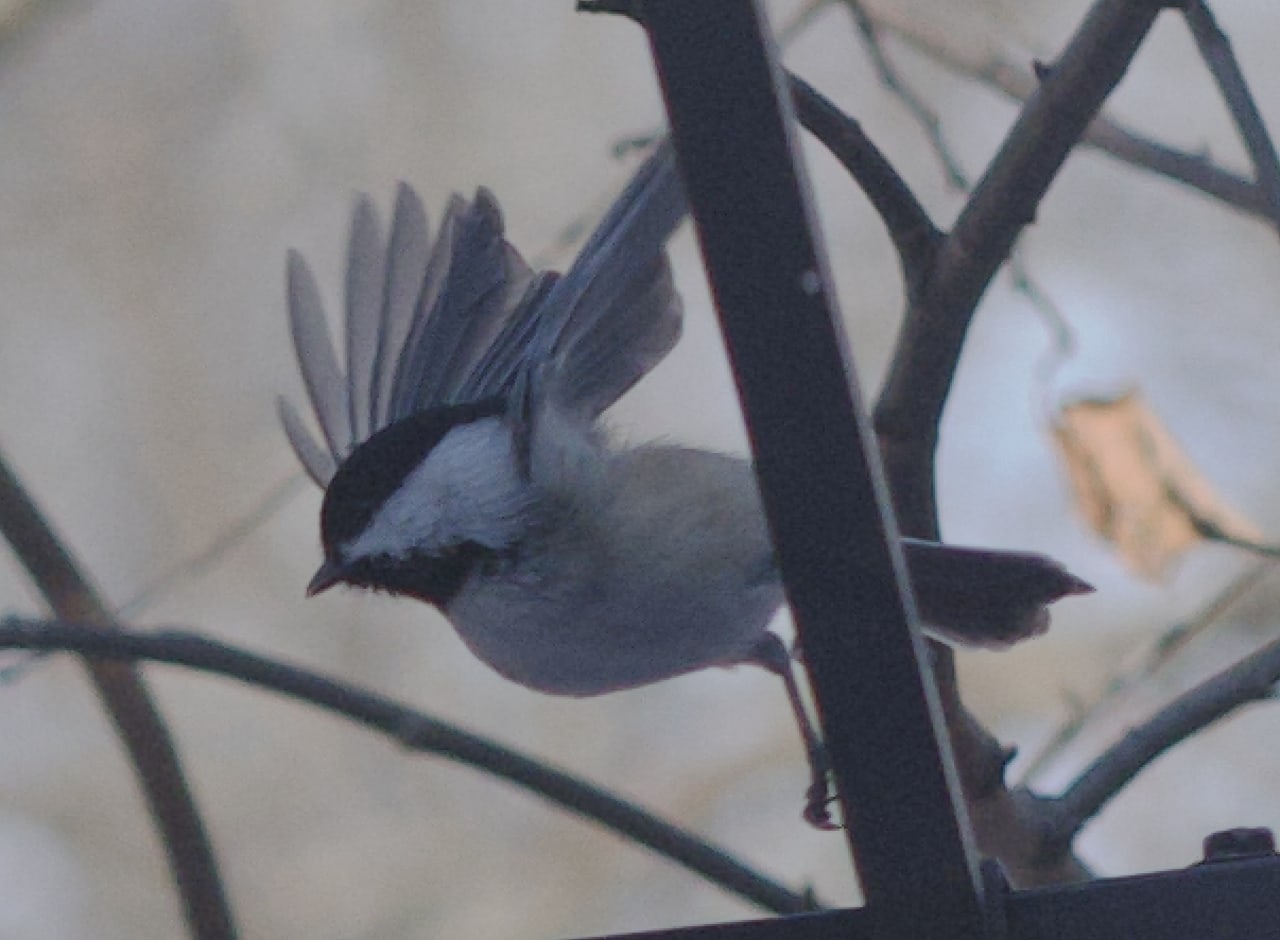 Small gray bird with fanned tail feathers perched among bare dark branches
