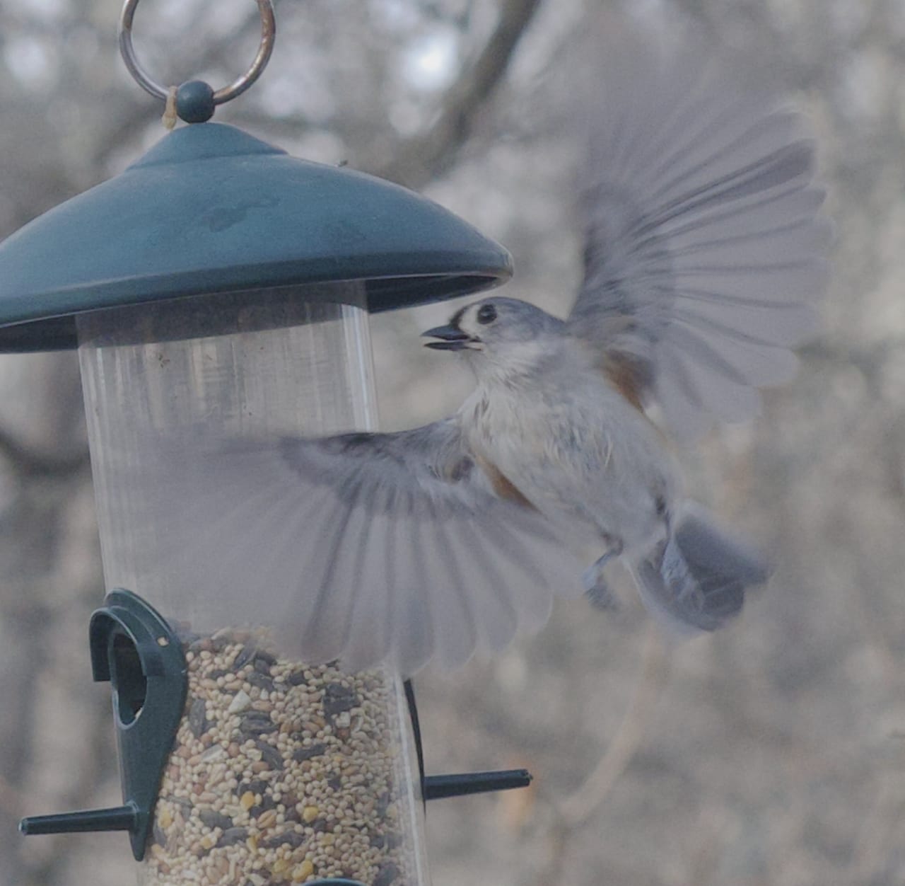 Tufted titmouse in flight approaching a hanging seed feeder filled with sunflower seeds.
