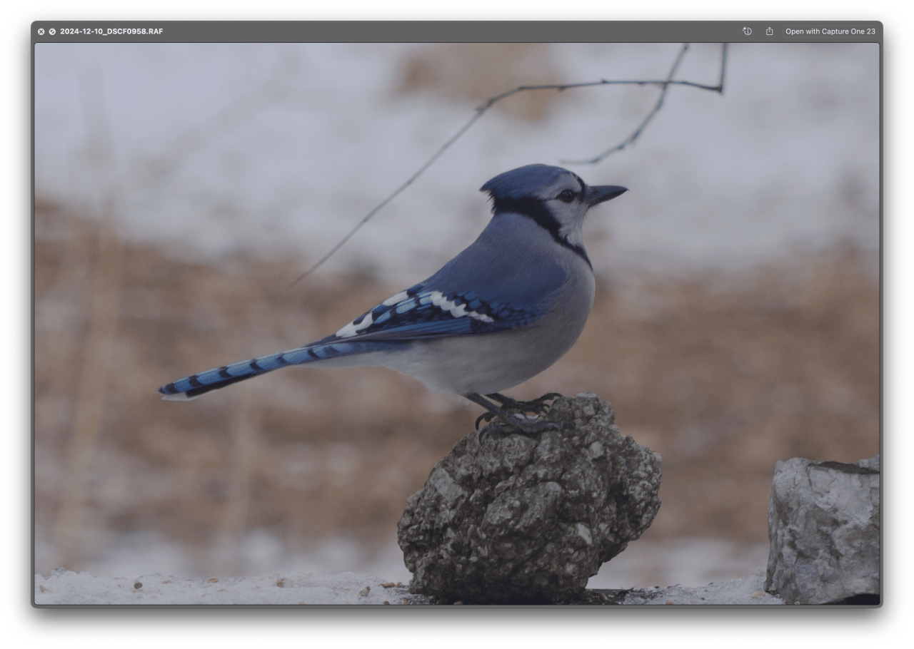 Blue jay perched on a lichen-covered rock in winter landscape with bare ground.