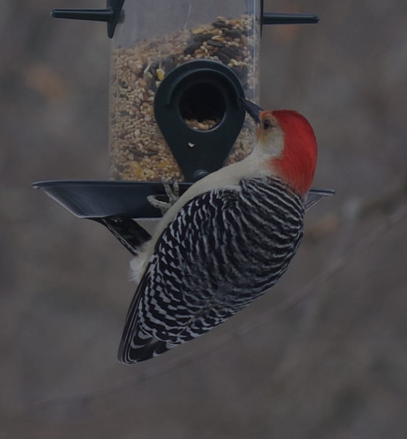 Screenshot - 2024-12-10 14:58:57 - Screenshot 2024-12-10 at 2.58.42 PM.png