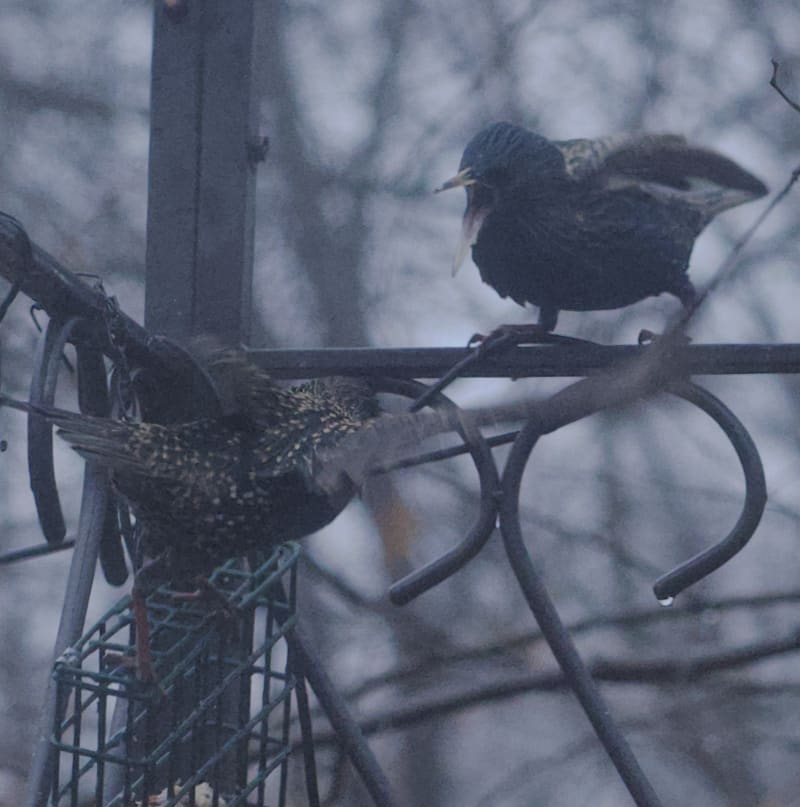 Screenshot - 2024-12-10 15:00:09 - Screenshot 2024-12-10 at 2.59.53 PM.png