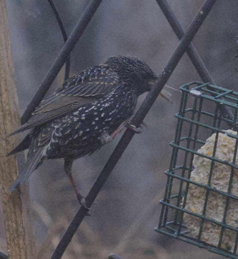 Screenshot - 2024-12-10 15:00:31 - Screenshot 2024-12-10 at 3.00.15 PM.png