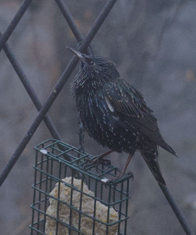 Screenshot - 2024-12-10 15:01:19 - Screenshot 2024-12-10 at 3.01.02 PM.png