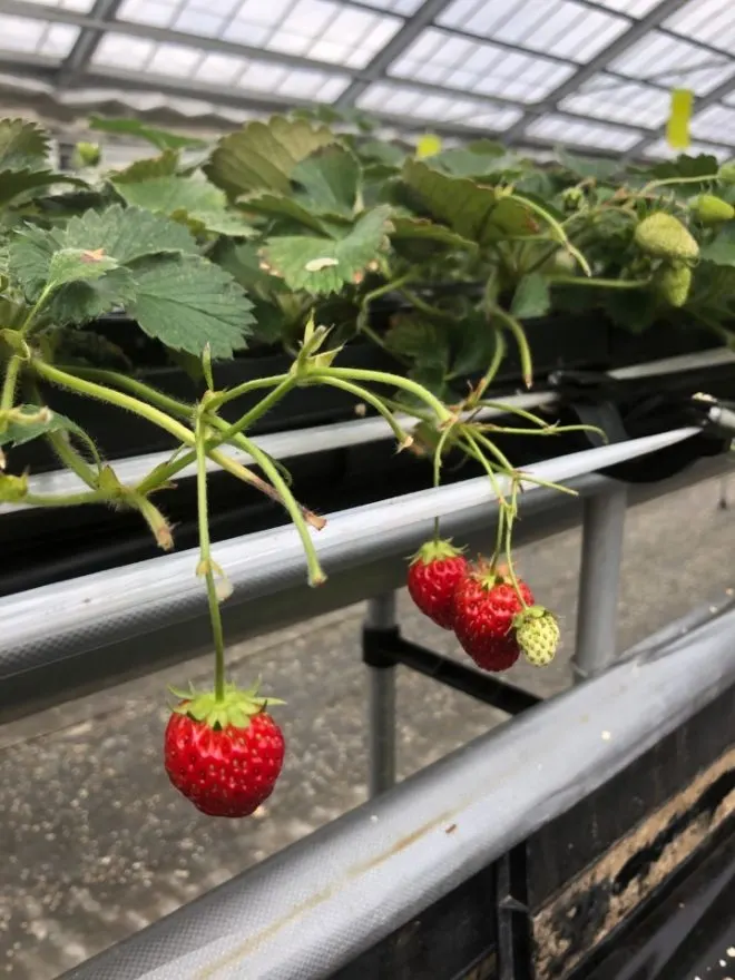 いちご狩りができる場所の探し方 当日参加や家の近くにあるいちご農園を見つける方法 いちご狩りができる場所の探し方 当日参加や家の近くにあるいちご農園を見つける方法