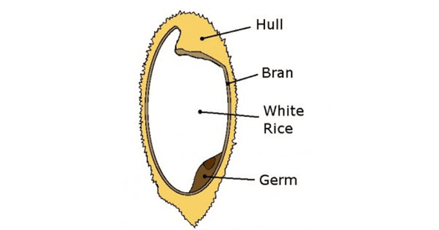 whole grain in daily diet!