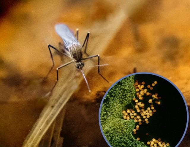 Virus du Nil occidental : un troisième décès enregistré en Île-de-France