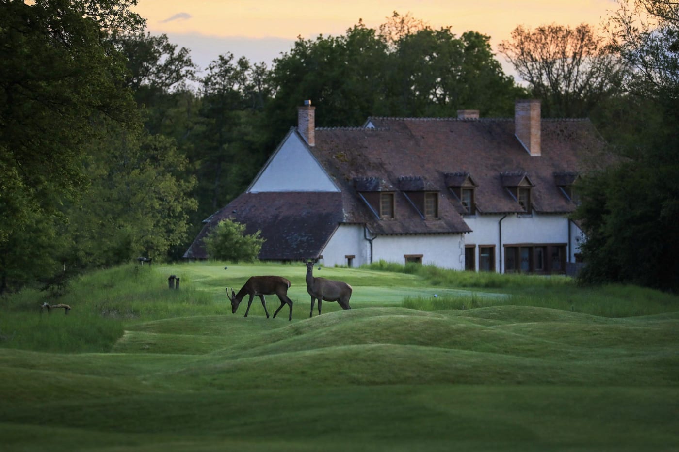 Deer in front of a traditional Sologne house at Les Bordes Estate, Saint-Laurent-Nouan