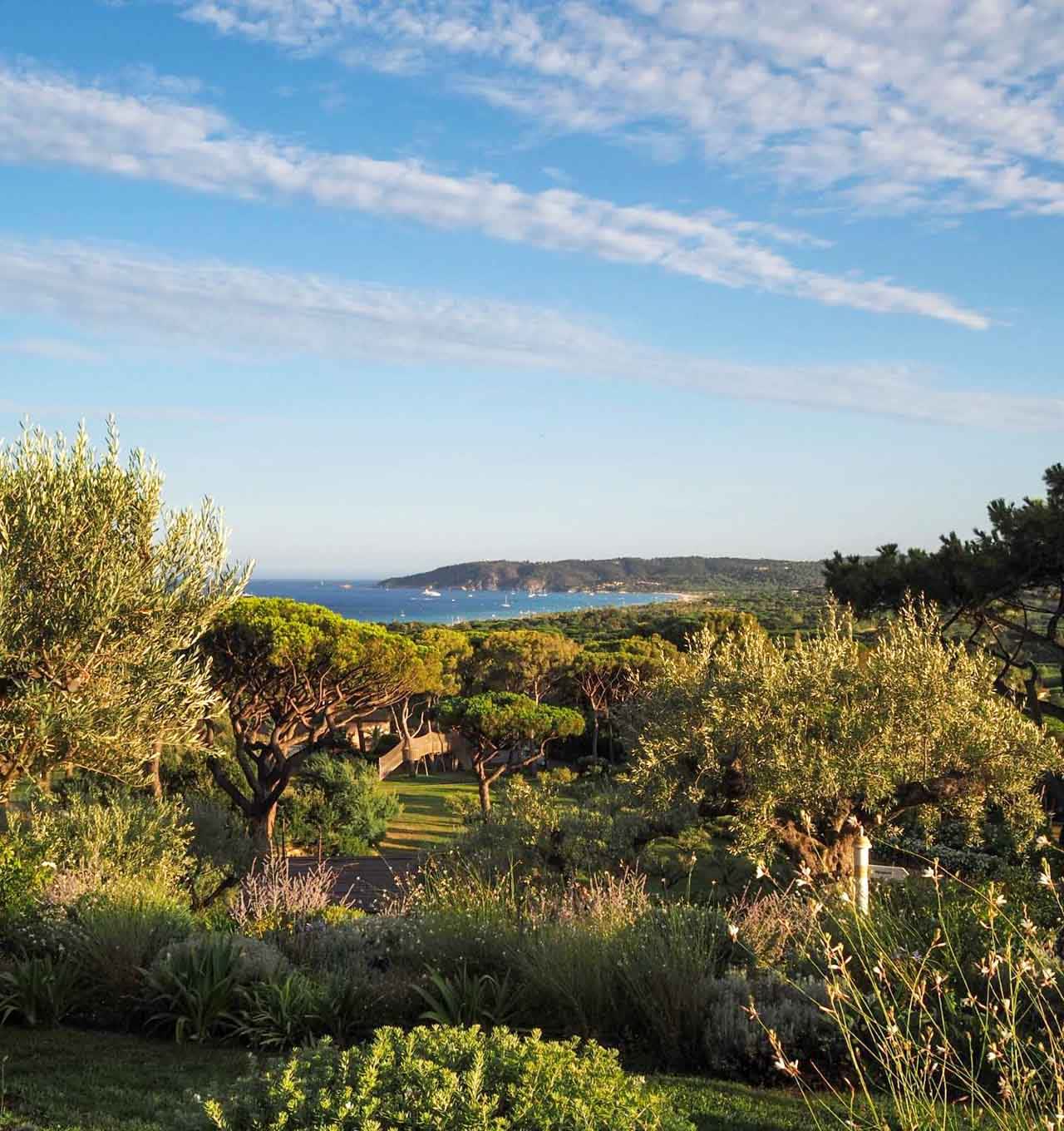 Vue sur les pins parasols, les oliviers et la mer depuis le site du Mas Bellevue à Saint-Tropez