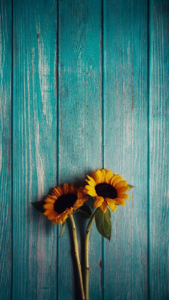 Fondos de Pantalla con Frases - Wallpaper Sunflower