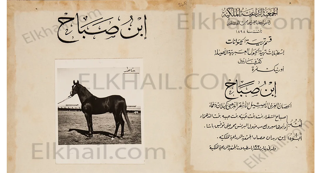 الحصان ابن صباح