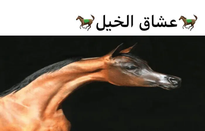 معايير جمال الخيل