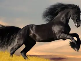 رعاية أذن ورأس وقوائم الحصان