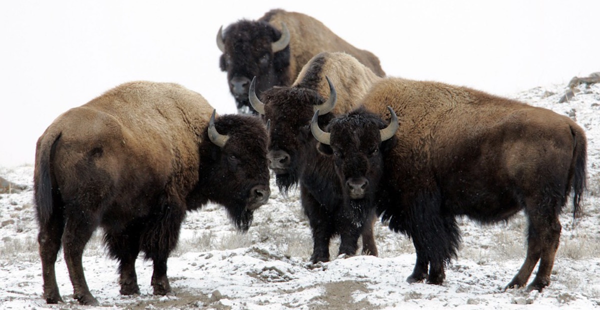 Yellowstone