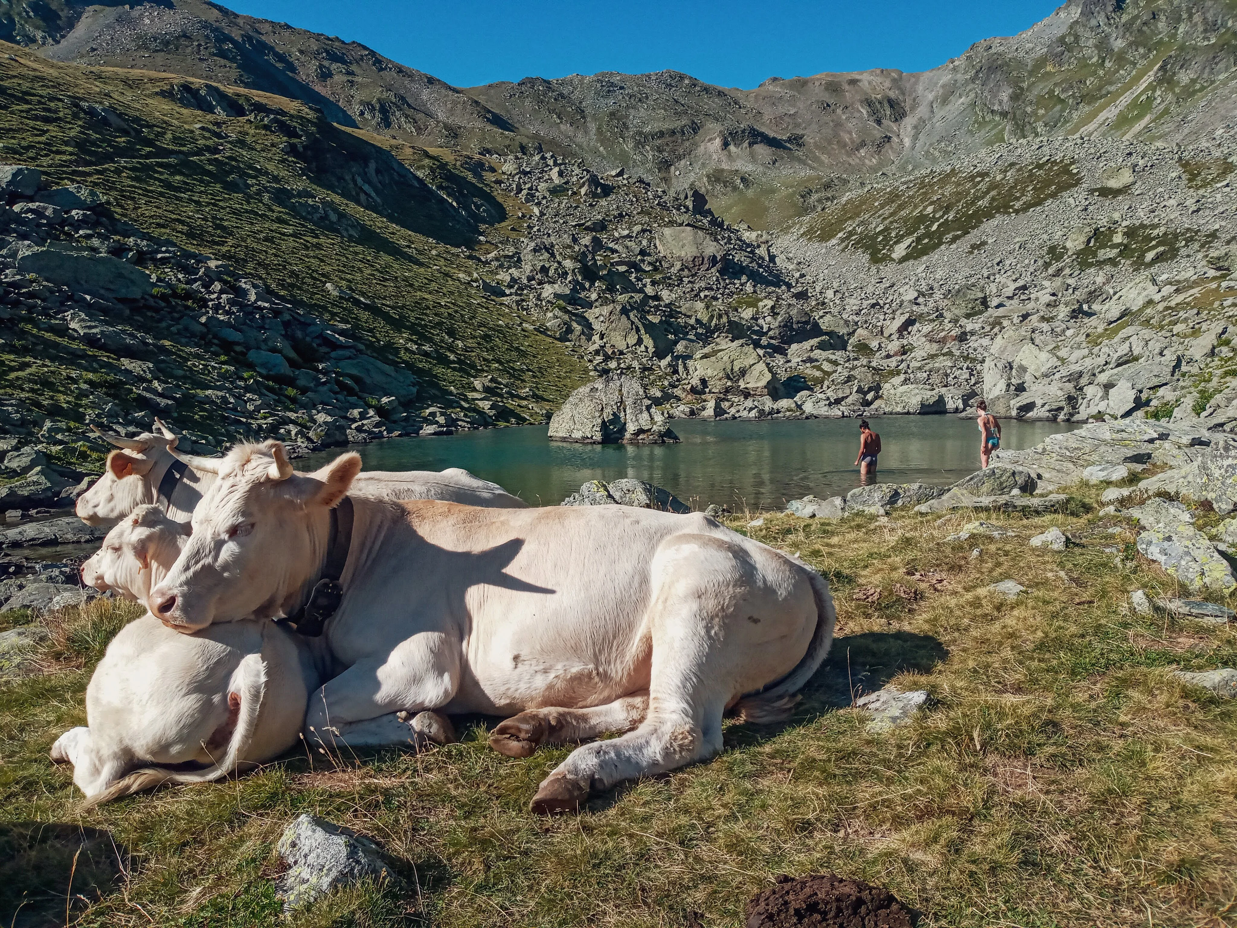 Des vaches, des campeurs et un lac d&rsquo;altitude. Rumination, fraicheur et des cailloux.