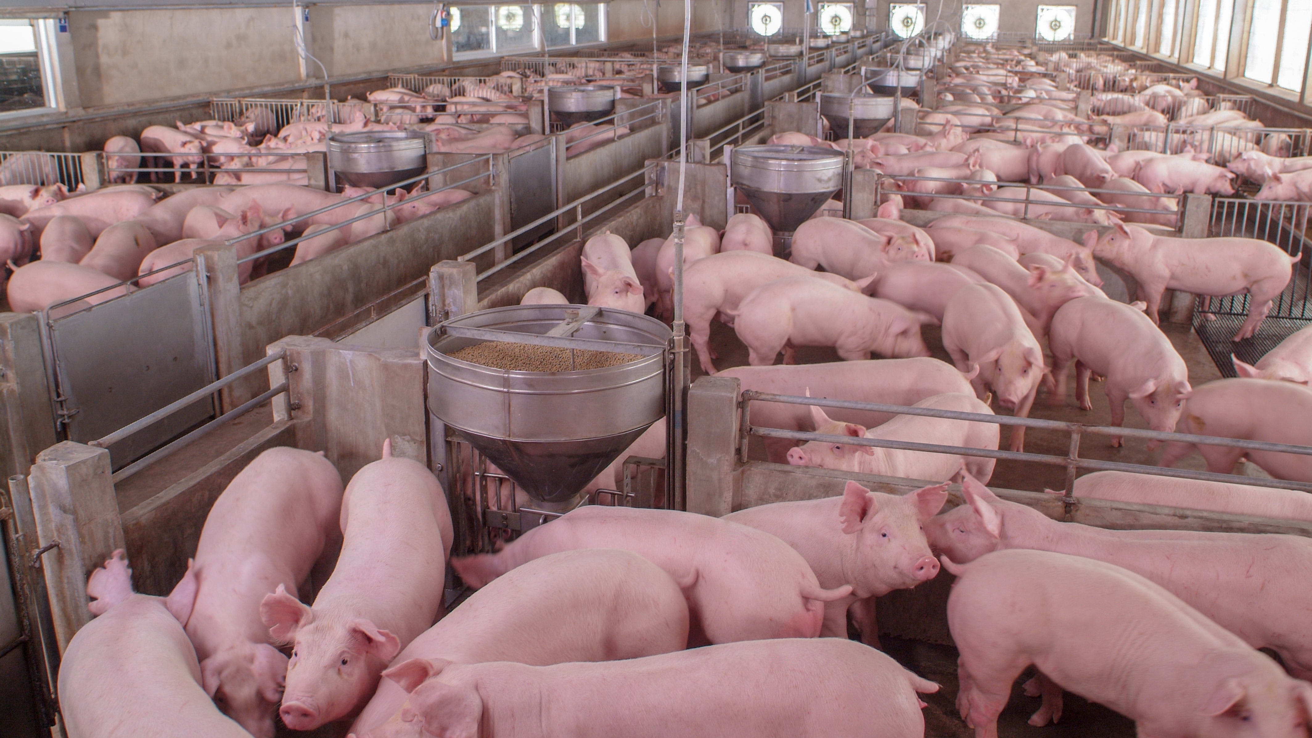 PIG FARM