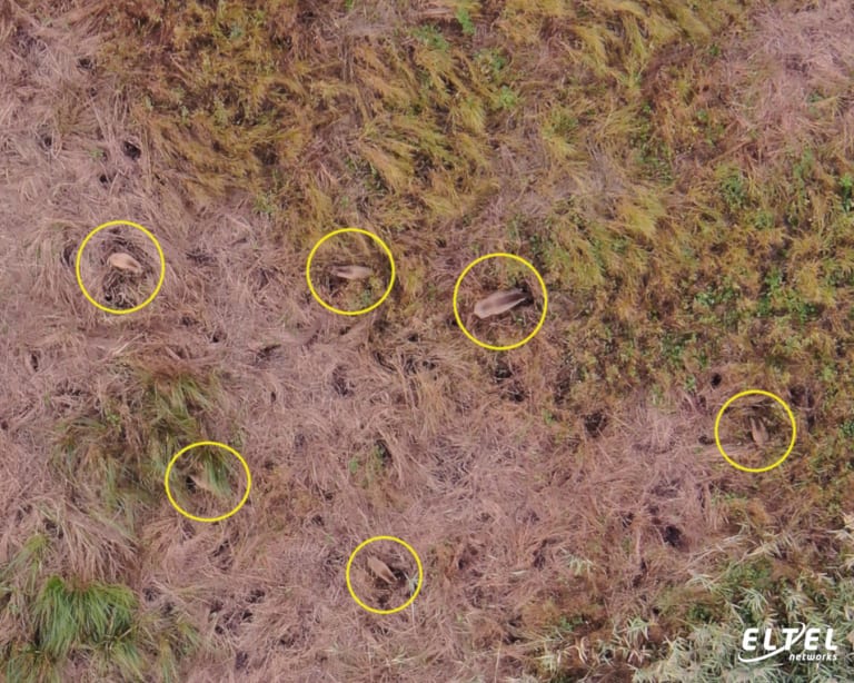 alt [The use of a drone for the inventory of forest animals in the "Ujście Warty" National Park – eltelnetworks.pl]