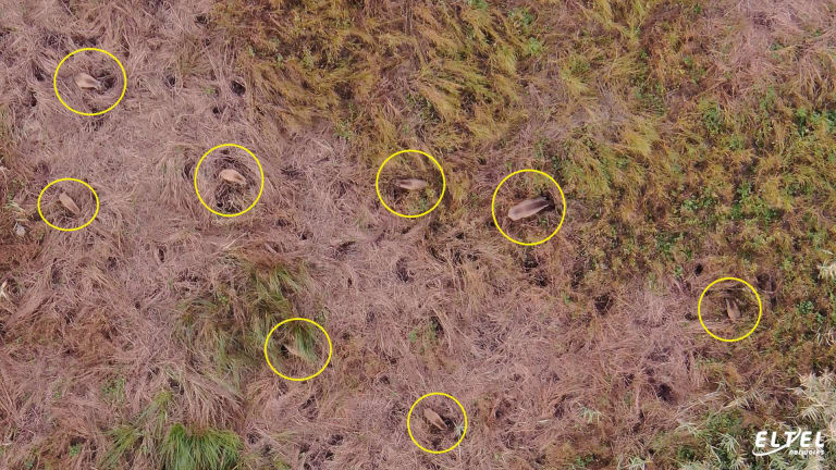 1.	alt [The use of a drone for the inventory of forest animals in the "Ujście Warty" National Park – eltelnetworks.pl]