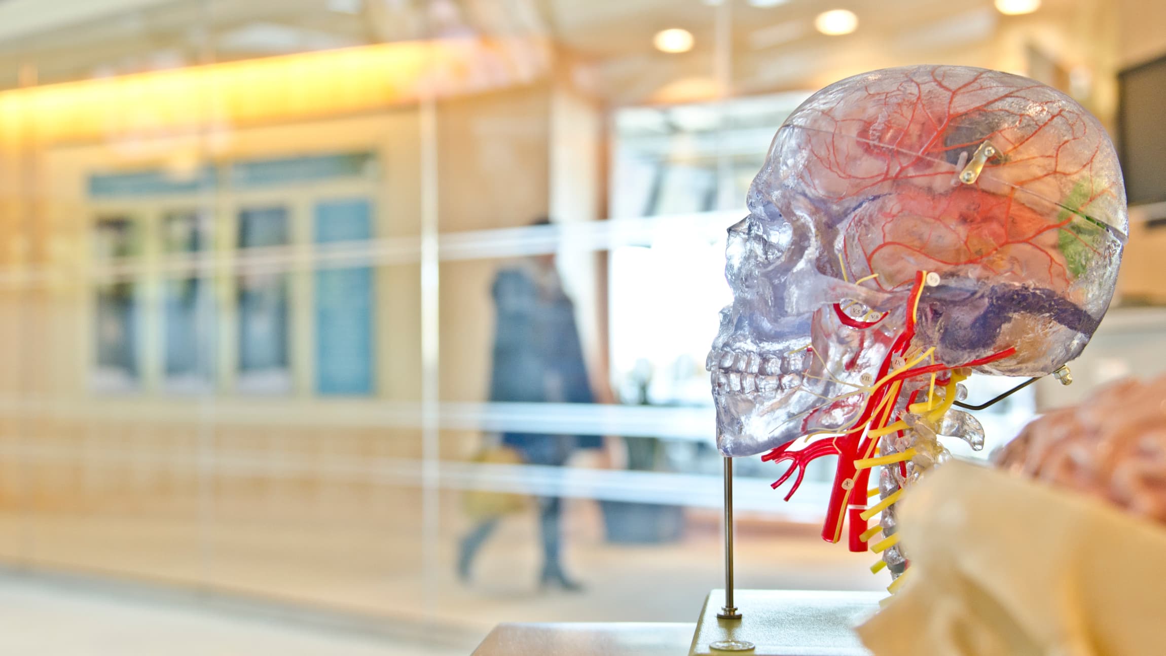 Model of a Human Skull Clear model of a human skull with visible blood vessels.