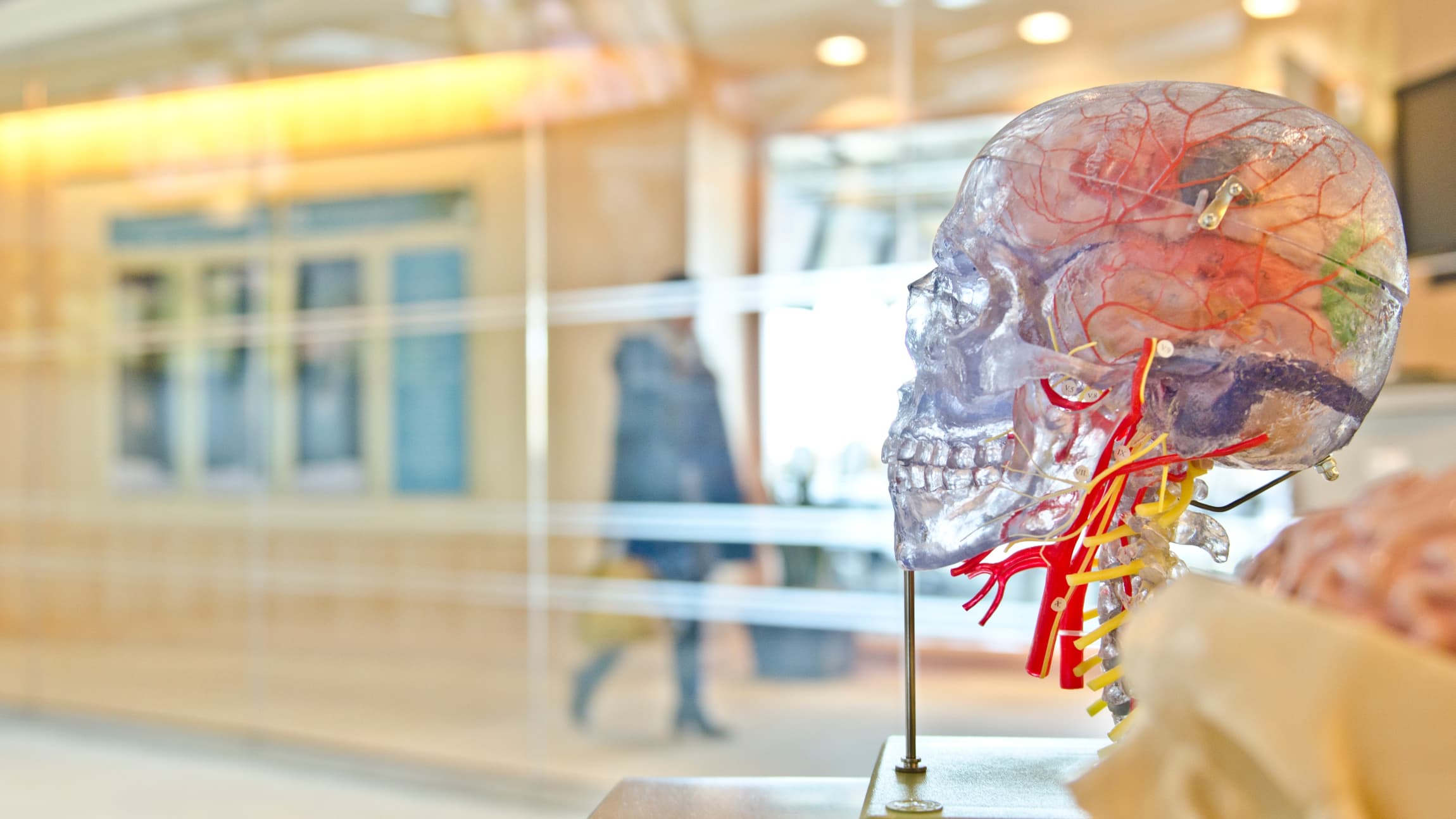 Clear model of a human skull with visible blood vessels.