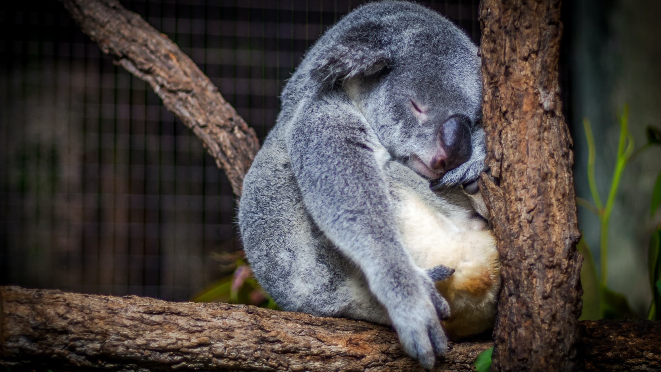 Koala sleeping on tree branch.