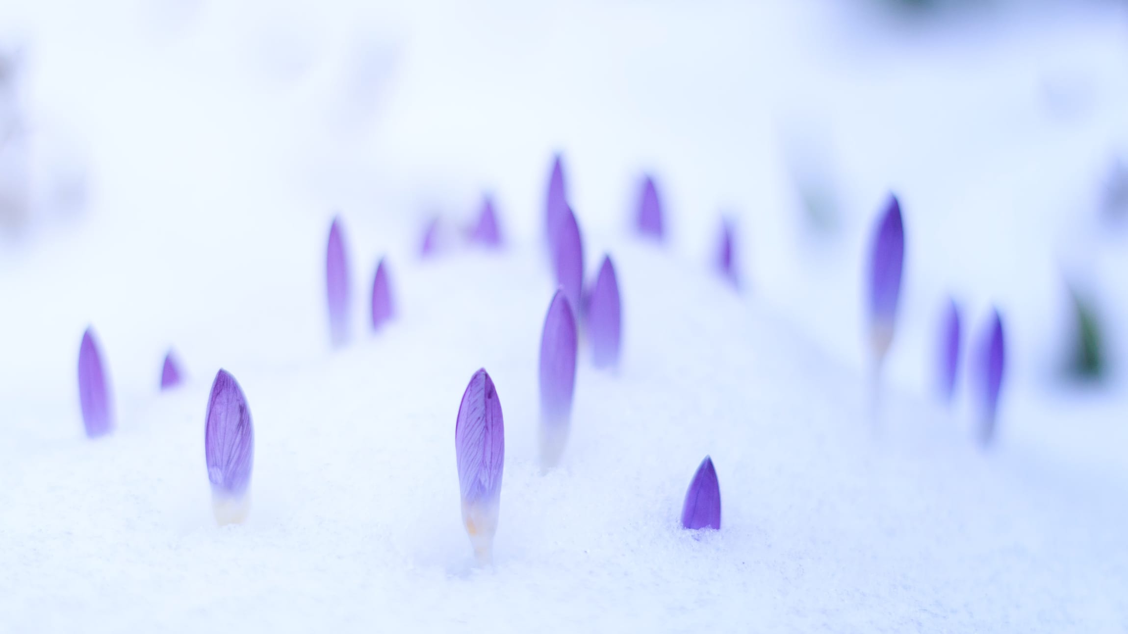 Purple crocus buds just pushing up through a layer of snow on the ground.